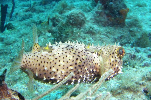 Diodon tachete Bridled burrfish Chilomycterus antennatus